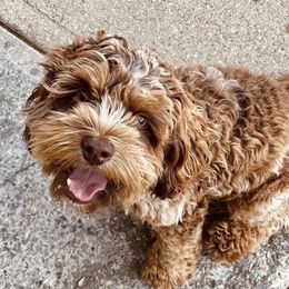 Bruno - Cockapoo