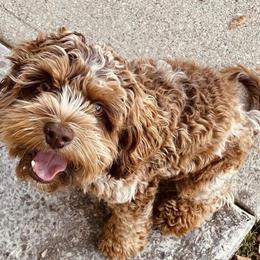 Bruno - Cockapoo
