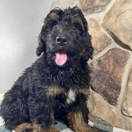 Bernedoodle, Cockapoo, and German Shorthaired Pointer Puppies from Filipiak Breeders