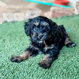 Reagan - female Bernedoodle puppy in Sharpsburg, Georgia from Steindoodles