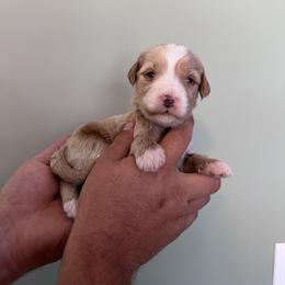 Peter - Red  male Goldendoodle puppy in Calera, Alabama from Red Mountain Minis