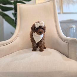 Laura - Red  female Poodle puppy in Leander, Texas from Doodle Doula