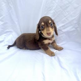 Light Blue - Chocolate and cream male Dachshund puppy in Silver Springs, Florida from DeMarsh's Dachshunds