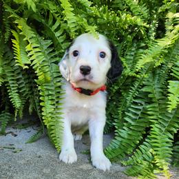 Boy 4 Red - White male Llewellin Setter puppy in North Dinwiddie, Virginia from Pups Furever