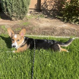 Pembroke Welsh Corgi puppies from Mount Garfield Corgis