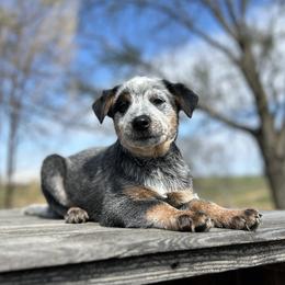 Ryver - Blue male Australian Cattle Dog puppy in Chillicothe, Missouri from TLC Cattle dogs