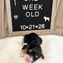 Dorothy - Tri-color female Bernedoodle puppy in Sparrows Point, Maryland from Rosie’s Puppies