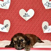 Girl Pink - Cavaton puppy from Lakeshore Cavatons
