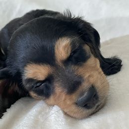 Dachshund Puppies from Willow River Dachshunds
