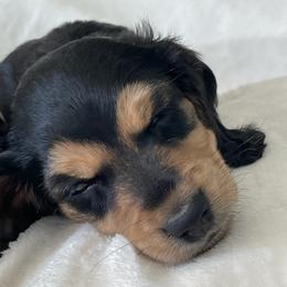 Dachshund Puppies from Willow River Dachshunds