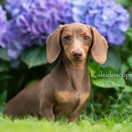 Dachshund puppies from Kaleidoscope Dachshunds and Whippets