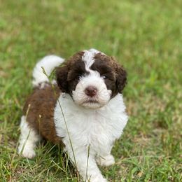 Dahla - Brown and white Aussiedoodle puppy in Albertville, Alabama from Home Sweet Home Doodles LLC
