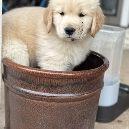 Goldendoodle and Golden Retriever Puppies from Valley of the Sun Breeders