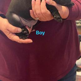 "Fat Boy he is so lovable! He loves to snuggle and likes to play" French Bulldog Puppies from Herbert's Frenchies