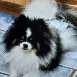 Mr. Smalls - Pomeranian