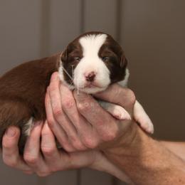 Blue - Red female Border Collie puppy in Kalispell, Montana from North Fork Border Collies