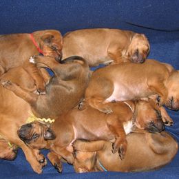 Rhodesian Ridgebacks from TerraCotta Kennels