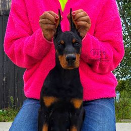 General - Black and rust male Doberman Pinscher puppy in China Township, Michigan from Snell's Superior Kennel Dobermann & GSP
