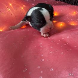 Lil Ricky - Black and white male Boston Terrier puppy in Charlotte, Michigan from Witselle Bostons