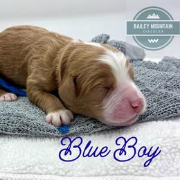 Blue Boy - Red  male Goldendoodle puppy in Travelers Rest, South Carolina from Bailey Mountain Doodles