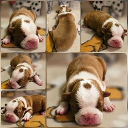 Girl 2 - Red female Boston Terrier puppy in Boston, Massachusetts from Boston Collections