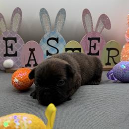 Marius - Brindle male French Bulldog puppy in Largo, Florida from Infinity Frenchies