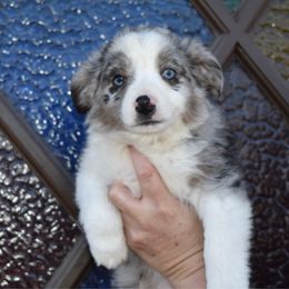Reagan - Miniature Australian Shepherd puppy from Eagle River Aussies