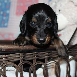 Boy 4 - Black and tan male Dachshund puppy in Craig, Colorado from Rocky Mountain Shih Tzus and Dry Creek Miniature Dachshunds