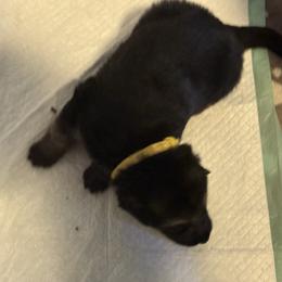 Collar 9 yellow - Black and cream female German Shepherd puppy in Newsoms, Virginia from A Tier Above Shepherds