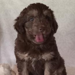 Ira - male Aussiedoodle puppy in Milford, Indiana from Olde Heritage K-9