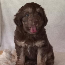 Ira - male Aussiedoodle puppy in Milford, Indiana from Olde Heritage K-9