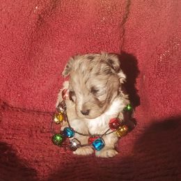Aussiedoodle and Bordoodle Puppies from Sugar Doodles