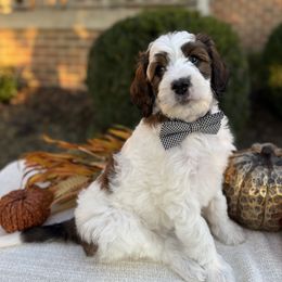 Harvey - Tri-color male Bernedoodle puppy in Perrysville, Ohio from Pleasant Valley Bernedoodles