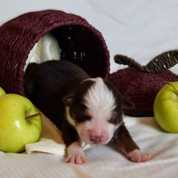 Mochi - Red tri-color female Australian Shepherd puppy in Coatesville, Pennsylvania from Little Acre Aussies