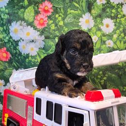 Pluto - Black tri-color male Aussiedoodle puppy in Prescott Valley, Arizona from Ramirez Family Doodles