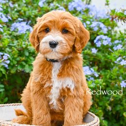 Redwood - Red  male Goldendoodle puppy in Tucson, Arizona from Sun Valley Goldendoodles