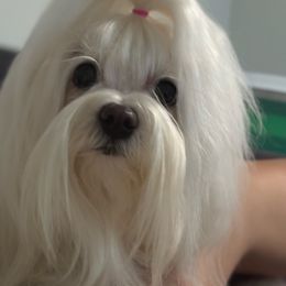 Chloe - Maltese