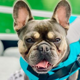 Boone - French Bulldog