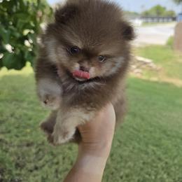 Kratos - Chocolate and tan male Pomeranian puppy in Anna, Texas from Fantasy Pomeranians & Fantasy Aussies