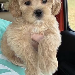 Goldendoodle, Maltipoo, and Yorkipoo Puppies from Doodle Pups Fur-Ever