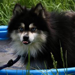 Smith - Pomsky
