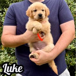 Luke - Golden male Golden Retriever puppy in Salem, Virginia from Virginia Goldens
