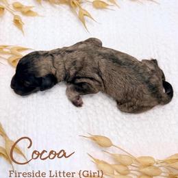 Cocoa - Sable female Goldendoodle puppy in Livermore, Colorado from Heritage Hills Family Doodles
