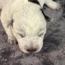 KF1 - Blue speckled female Australian Cattle Dog puppy in Libby, Montana from RnB Cattle Dogs LLC