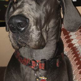 Great Danes from LC Blue Great Danes