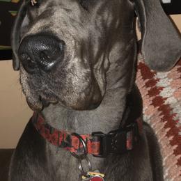 Great Danes from LC Blue Great Danes