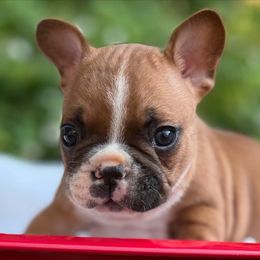 French Bulldog Puppies from DeWitt Frenchies