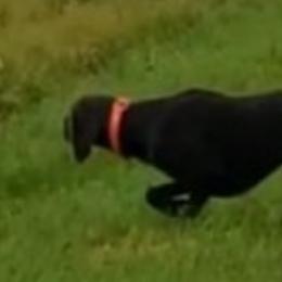 German Shorthaired Pointers from SAND CREEK Shorthairs
