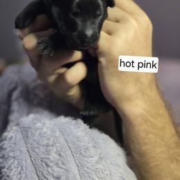 Hot Pink Collar Female - Gold brindle female Dutch Shepherd puppy in Dallas, Georgia from Bluestone Creek Dutch Shepherds