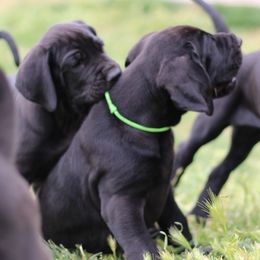 Great Dane Puppies from Velocity Great Danes